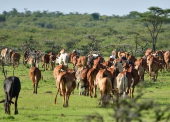 Farmers are urged to strengthen biosecurity measures to help curb the spread of foot-and-mouth disease currently affecting parts of South Africa.