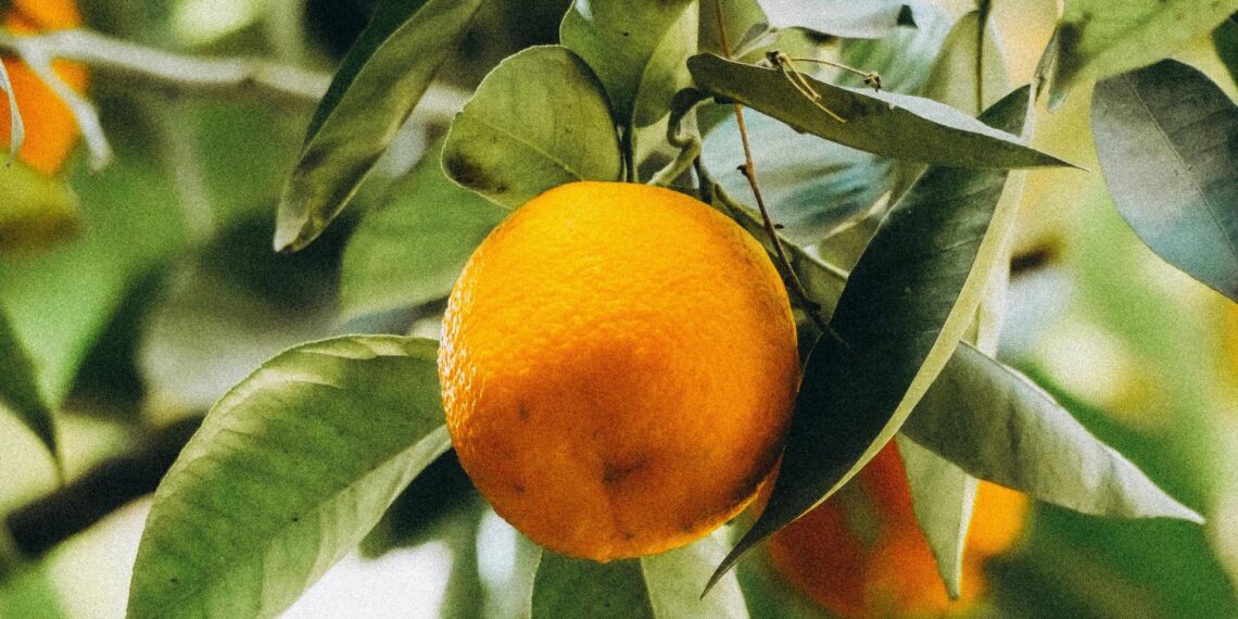 Lunghi Mashaba and Ricardo Tivana, the first Limpopo learners to complete the Citrus Secondary Programme, are paving the way for future careers in the citrus industry. Photo: Supplied/Food For Mzansi