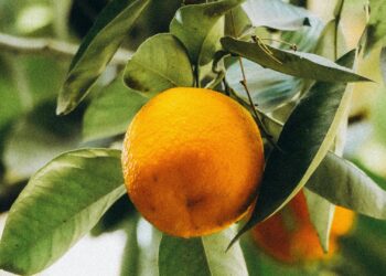 Lunghi Mashaba and Ricardo Tivana, the first Limpopo learners to complete the Citrus Secondary Programme, are paving the way for future careers in the citrus industry. Photo: Supplied/Food For Mzansi