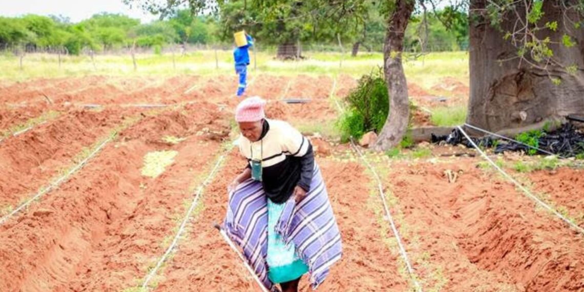 Tiger Brands supports Musina farmers with upgraded irrigation systems under its new Hulisani Programme to boost local food security and sustainable tomato production. Photo: Supplied/Food For Mzansi