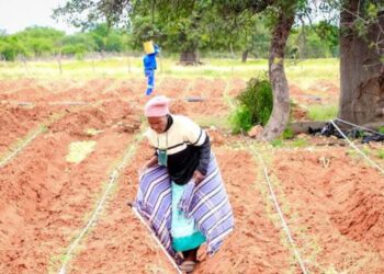 Tiger Brands backs tomato farmers to beat climate chaos