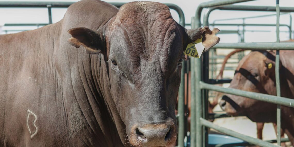 Bull performance testing is a vital tool in livestock farming, used to assess economically important traits and ensure breeding bulls enhance herd productivity and genetics.