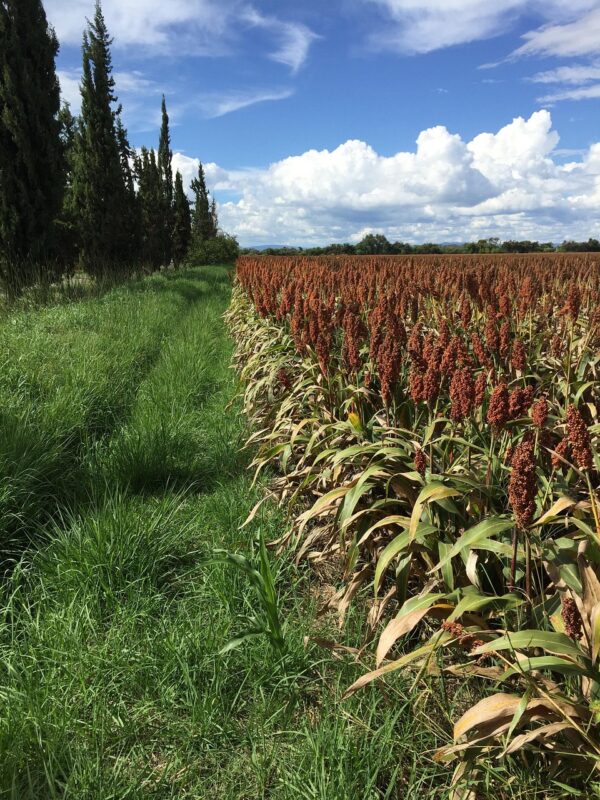Selecting the wrong sorghum variety for a given soil type or climate can compromise the crop’s resilience and productivity. Photo: Wikemedia commons