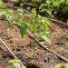 Dirty water, dirty veggies: SA’s food chain at risk