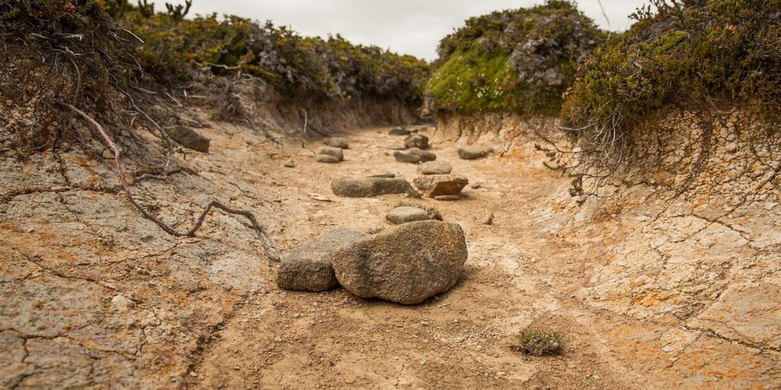 South Africa’s new climate commission faces urgent challenges as drought grips the land. Photo: Supplied/Food For Mzansi