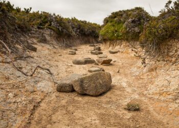 South Africa’s new climate commission faces urgent challenges as drought grips the land. Photo: Supplied/Food For Mzansi