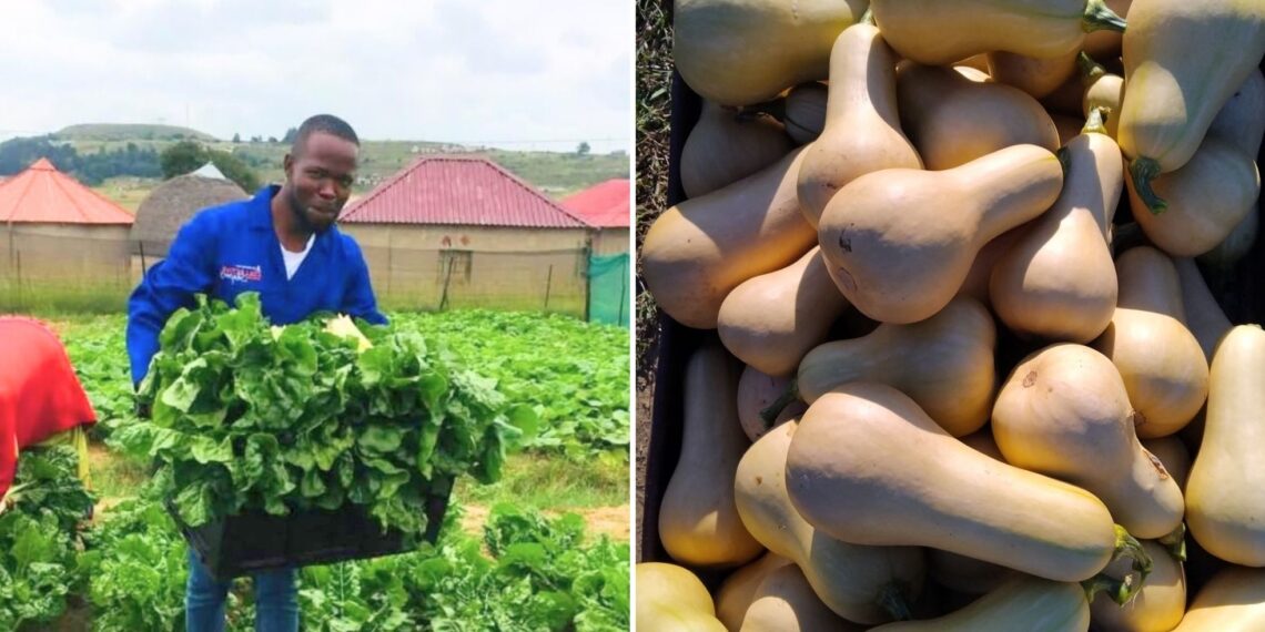 As the CEO and founder of Masotsheni-Agri-Farming, Nthetelelo Mdletshe believes in leading from the front. Photo: Supplied/Food For Mzansi