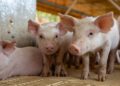 Pig farming: How to get started and keep it going