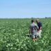 The right profile of crop advisor does more than supply products or technical advice, rather serving as a strategic business partner, helping producers manage risk, implement solutions, and improve profitability. Photo: Supplied/InteliGro