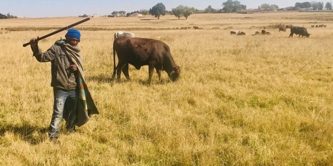 Cattle graze in Brakpan while a shepherd looks after them. Photo: Kimberly Mutandiro/GroundUp