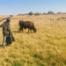 Mereki brothers win ConCourt battle to graze cattle