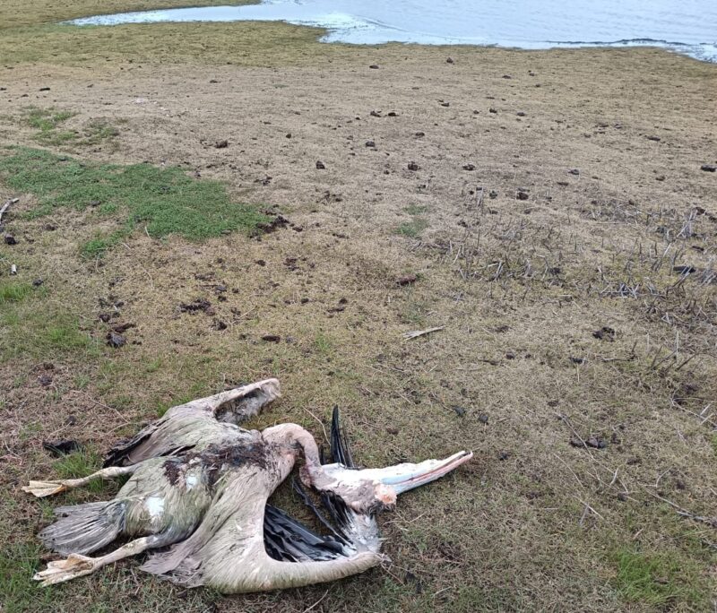 Great White Pelicans were found dead near Malmesbury in the Western Cape and diagnosed with high pathogenicity avian influenza. Photo: Supplied/M. Vrey