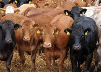 Farmers face critical quarantine and vaccine shortages amid the ongoing foot-and-mouth disease crisis. Photo: Supplied/Food For Mzansi
