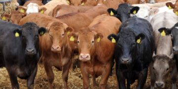 Farmers face critical quarantine and vaccine shortages amid the ongoing foot-and-mouth disease crisis. Photo: Supplied/Food For Mzansi