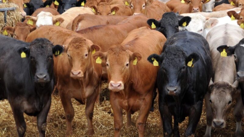 Farmers face critical quarantine and vaccine shortages amid the ongoing foot-and-mouth disease crisis. Photo: Supplied/Food For Mzansi