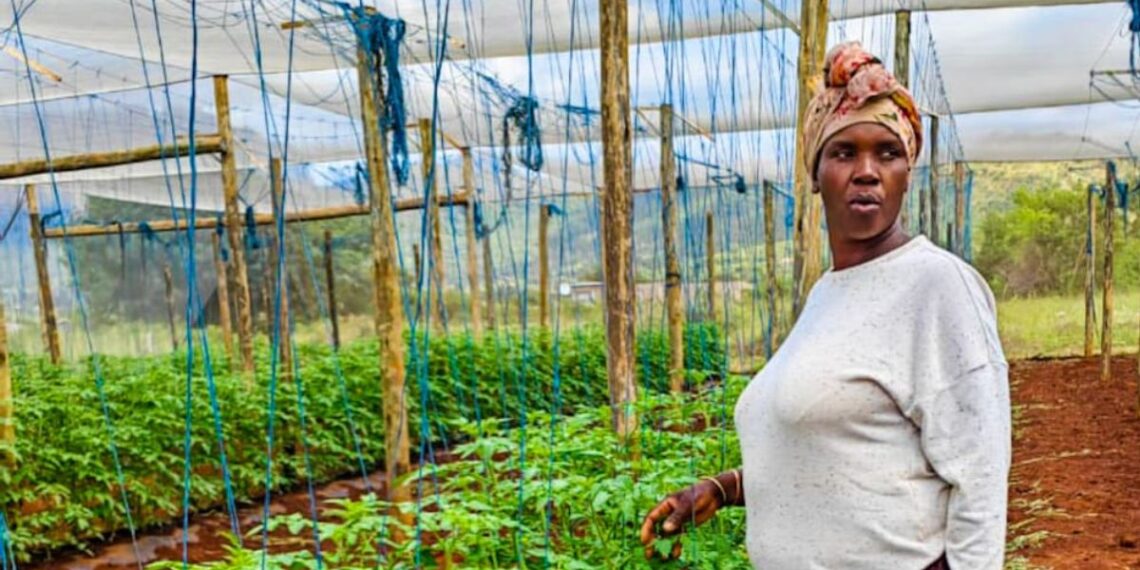 Leydah Sekgobela tends her 9.2-hectare farm in Polokwane, turning small-scale plots into a thriving, women-led agricultural success. Photo: Supplied/Food For Mzansi