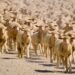 Farmers urged to boost livestock care in winter