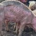 African swine fever fears spark mass pig cull in Western Cape