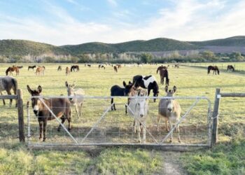 Donkey Sanctuary secures 500-hectare farm after eviction threat