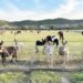 Donkey Sanctuary secures 500-hectare farm after eviction threat