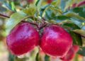 Tru-Cape's Pink Lady® apples achieved record-breaking packouts this season, with Ceres Fruit Growers reaching nearly 75% – its highest ever – and Two-a-Day posting an 8-point increase over last year. Photo: Tru-Cape Marketing