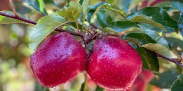 Tru-Cape's Pink Lady® apples achieved record-breaking packouts this season, with Ceres Fruit Growers reaching nearly 75% – its highest ever – and Two-a-Day posting an 8-point increase over last year. Photo: Tru-Cape Marketing