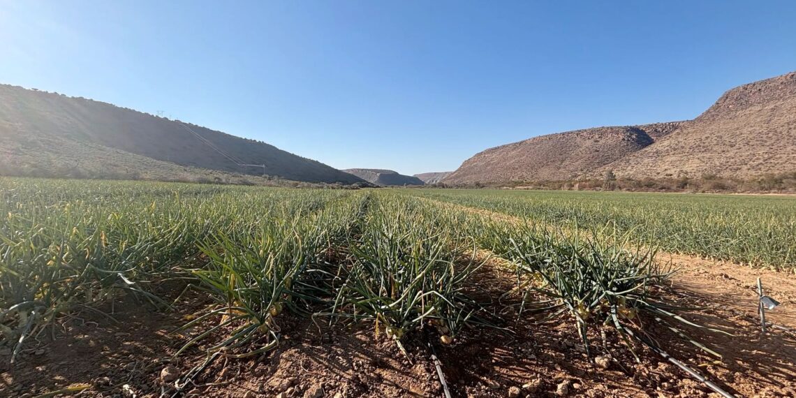 According to agricultural experts, superior crop quality for export markets is directly linked to precision irrigation. Photo: Supplied/Food For Mzansi
