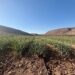 Precision irrigation unlocks superior crop quality & exports