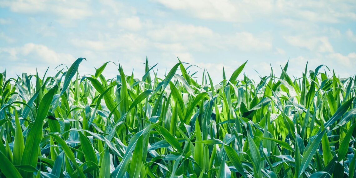Weather forecasters predict below-normal rainfall for most regions, which could impact maize and summer grain crops. Photo: Alexasfotos/Pexels