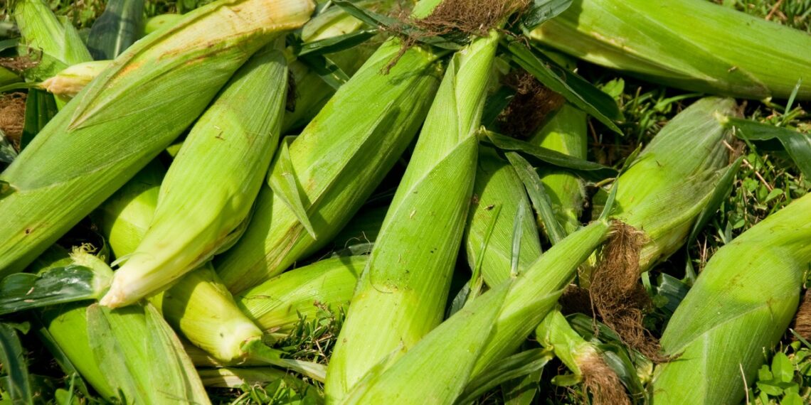 Zimbabwe reinstates its maize import ban despite production shortfalls, while South Africa and Zambia expect bumper harvests, reshaping regional grain trade dynamics. Photo: Pexels