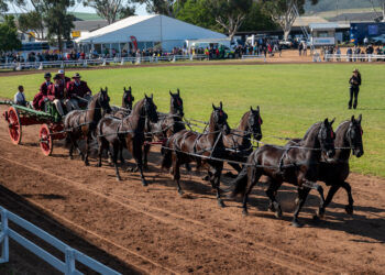 Swartland Show celebrates four days of farming pride, entertainment and country hospitality. Photo: Supplied/Swartland Show