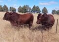 Land reform farm blossoms under Lipali’s leadership