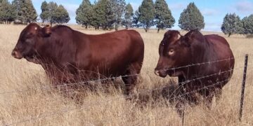 Land reform farm blossoms under Lipali’s leadership