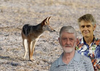 Emeritus Professor Leon Hugo and postgraduate student Jean Hugo tackle the issue of predator control in livestock farming. Photo: Food For Mzansi