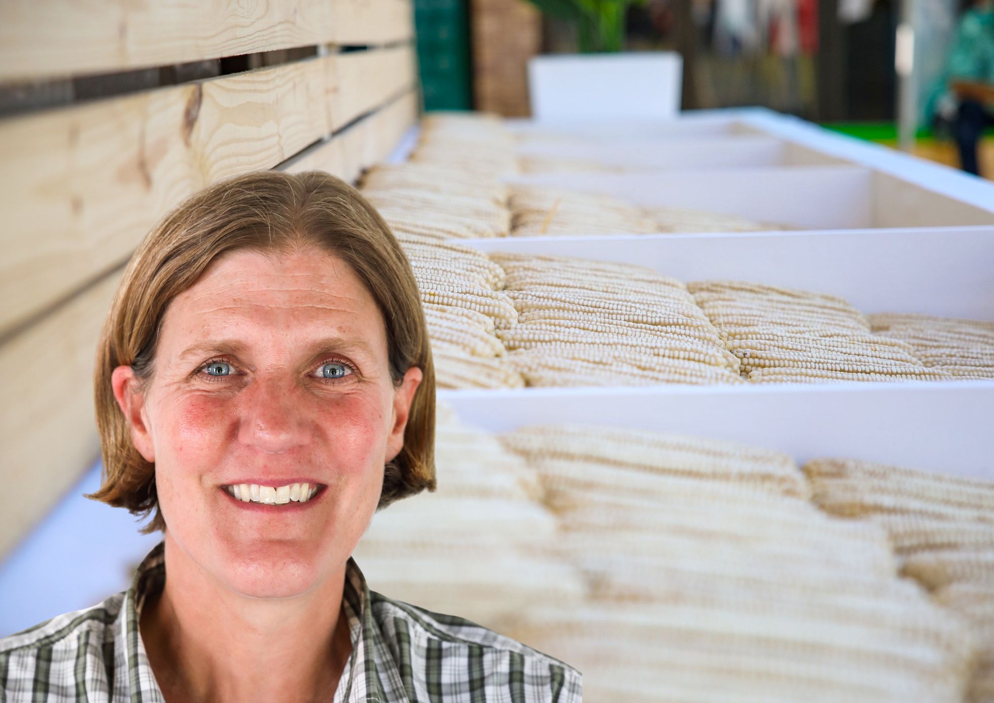 Biotech crops in South Africa: A modern farming revolution