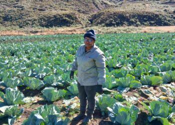 Fresh out of farming school, Memani’s agribusiness takes flight