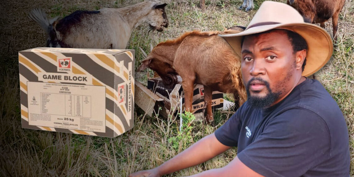 Voermol’s Game Block (V13408) is helping Sizwe Thusi secure a more sustainable future. Photo: Gareth Davies/Food For Mzansi