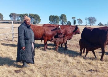 Land reform farm blossoms under Lipali’s leadership