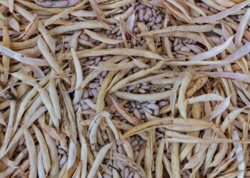 A guide to sustainable dry bean farming