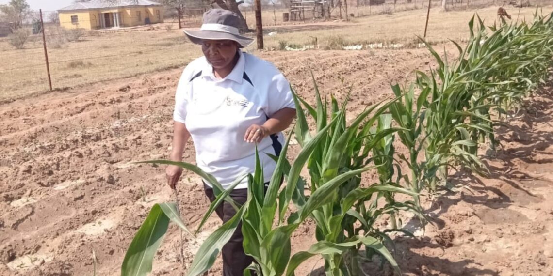 Former-teacher-turned-farmer Victoria Setwaba is building a resilient mixed-farming enterprise in Limpopo. Photo: Supplied/Food For Mzansi