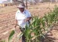 Former-teacher-turned-farmer Victoria Setwaba is building a resilient mixed-farming enterprise in Limpopo. Photo: Supplied/Food For Mzansi