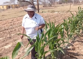 Former-teacher-turned-farmer Victoria Setwaba is building a resilient mixed-farming enterprise in Limpopo. Photo: Supplied/Food For Mzansi