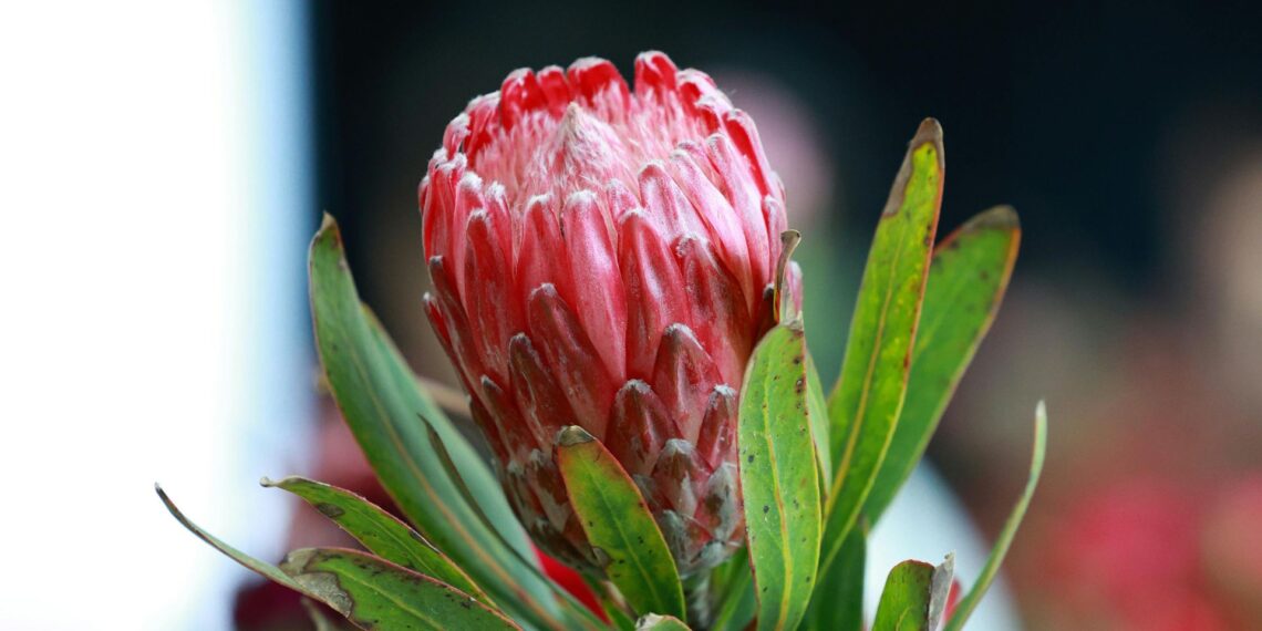 Indigenous flowers offer South African farmers a sustainable, high-value opportunity for both local and international markets. Photo: Pexels