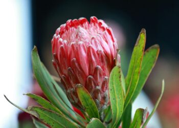 Indigenous flowers offer South African farmers a sustainable, high-value opportunity for both local and international markets. Photo: Pexels