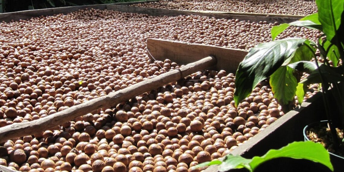 Green Farms Nut Company is navigating a new 30% US tariff on macadamia exports by redirecting its sales to markets in Asia and Europe. Photo: Pexels