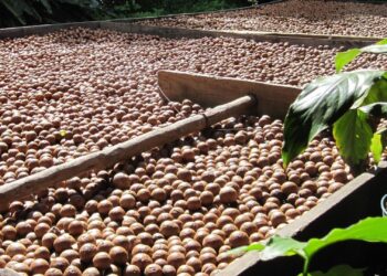 Macadamia exports adapt to changing markets, US tariffs