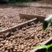 Macadamia exports adapt to changing markets, US tariffs