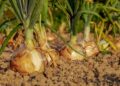 Onion farming in South Africa offers strong local demand and export potential, but success depends on precise timing, variety choice, good land preparation, and careful crop management. Photo: Pexels