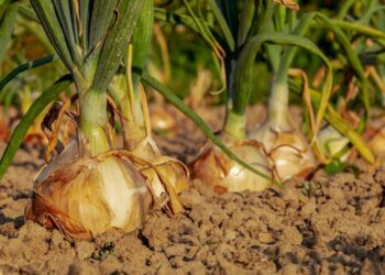 Onion farming in South Africa offers strong local demand and export potential, but success depends on precise timing, variety choice, good land preparation, and careful crop management. Photo: Pexels