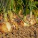 Growing onions: Tips for a successful harvest